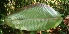  ( - BioBot05087)  @11 [ ] Copyright (2010) Unspecified Unspecified