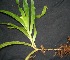  ( - BioBot05090)  @11 [ ] Copyright (2010) Unspecified Unspecified