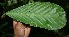  (Hylaeanthe - BioBot05092)  @11 [ ] Copyright (2010) Unspecified Unspecified