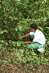  ( - BioBot05093)  @11 [ ] CreativeCommons - Attribution Non-Commercial Share-Alike (2010) Daniel H. Janzen Guanacaste Dry Forest Conservation Fund