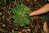  ( - BioBot05118)  @11 [ ] CreativeCommons - Attribution Non-Commercial Share-Alike (2010) Daniel H. Janzen Guanacaste Dry Forest Conservation Fund