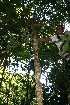  ( - BioBot05120)  @11 [ ] CreativeCommons - Attribution Non-Commercial Share-Alike (2010) Daniel H. Janzen Guanacaste Dry Forest Conservation Fund