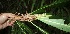  ( - BioBot05124)  @11 [ ] CreativeCommons - Attribution Non-Commercial Share-Alike (2010) Daniel H. Janzen Guanacaste Dry Forest Conservation Fund