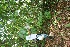  (Colubrina spinosa - BioBot05129)  @11 [ ] Copyright (2010) Unspecified Unspecified