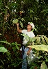  ( - BioBot05156)  @11 [ ] CreativeCommons - Attribution Non-Commercial Share-Alike (2010) Daniel H. Janzen Guanacaste Dry Forest Conservation Fund