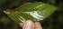  (Sabicea panamensis - BioBot05157)  @11 [ ] Copyright (2010) Unspecified Unspecified