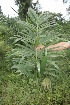  (Bactris gasipaes (introduced - BioBot05167)  @11 [ ] CreativeCommons - Attribution Non-Commercial Share-Alike (2010) Daniel H. Janzen Guanacaste Dry Forest Conservation Fund