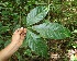  (Galipea granulosa - BioBot05172)  @11 [ ] CreativeCommons - Attribution Non-Commercial Share-Alike (2010) Daniel H. Janzen Guanacaste Dry Forest Conservation Fund