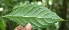  ( - BioBot05175)  @11 [ ] CreativeCommons - Attribution Non-Commercial Share-Alike (2010) Daniel H. Janzen Guanacaste Dry Forest Conservation Fund