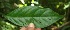  ( - BioBot05176)  @11 [ ] CreativeCommons - Attribution Non-Commercial Share-Alike (2010) Daniel H. Janzen Guanacaste Dry Forest Conservation Fund