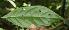  ( - BioBot05176)  @11 [ ] CreativeCommons - Attribution Non-Commercial Share-Alike (2010) Daniel H. Janzen Guanacaste Dry Forest Conservation Fund