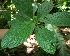 ( - BioBot05190)  @13 [ ] CreativeCommons - Attribution Non-Commercial Share-Alike (2010) Daniel H. Janzen Guanacaste Dry Forest Conservation Fund