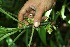  ( - BioBot05192)  @11 [ ] CreativeCommons - Attribution Non-Commercial Share-Alike (2010) Daniel H. Janzen Guanacaste Dry Forest Conservation Fund