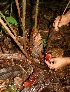  ( - BioBot05197)  @11 [ ] CreativeCommons - Attribution Non-Commercial Share-Alike (2010) Daniel H. Janzen Guanacaste Dry Forest Conservation Fund