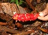  (Renealmia pluriplicata - BioBot05197)  @11 [ ] CreativeCommons - Attribution Non-Commercial Share-Alike (2010) Daniel H. Janzen Guanacaste Dry Forest Conservation Fund