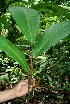  ( - BioBot05197)  @11 [ ] CreativeCommons - Attribution Non-Commercial Share-Alike (2010) Daniel H. Janzen Guanacaste Dry Forest Conservation Fund