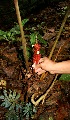  ( - BioBot05198)  @11 [ ] CreativeCommons - Attribution Non-Commercial Share-Alike (2010) Daniel H. Janzen Guanacaste Dry Forest Conservation Fund