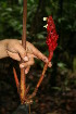 ( - BioBot05198)  @11 [ ] CreativeCommons - Attribution Non-Commercial Share-Alike (2010) Daniel H. Janzen Guanacaste Dry Forest Conservation Fund