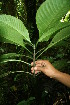  ( - BioBot05200)  @11 [ ] CreativeCommons - Attribution Non-Commercial Share-Alike (2010) Daniel H. Janzen Guanacaste Dry Forest Conservation Fund