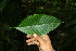  ( - BioBot05200)  @11 [ ] CreativeCommons - Attribution Non-Commercial Share-Alike (2010) Daniel H. Janzen Guanacaste Dry Forest Conservation Fund