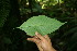  ( - BioBot05200)  @11 [ ] CreativeCommons - Attribution Non-Commercial Share-Alike (2010) Daniel H. Janzen Guanacaste Dry Forest Conservation Fund