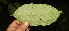  ( - BioBot05213)  @11 [ ] Copyright (2010) Unspecified Unspecified