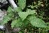  ( - BioBot05215)  @11 [ ] CreativeCommons - Attribution Non-Commercial Share-Alike (2010) Daniel H. Janzen Guanacaste Dry Forest Conservation Fund