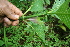  ( - BioBot05215)  @11 [ ] CreativeCommons - Attribution Non-Commercial Share-Alike (2010) Daniel H. Janzen Guanacaste Dry Forest Conservation Fund