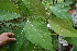  ( - BioBot05216)  @11 [ ] CreativeCommons - Attribution Non-Commercial Share-Alike (2010) Daniel H. Janzen Guanacaste Dry Forest Conservation Fund