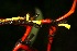  (Heliconia vaginalis - BioBot05223)  @11 [ ] Copyright (2010) Unspecified Unspecified