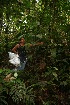  ( - BioBot05244)  @11 [ ] CreativeCommons - Attribution Non-Commercial Share-Alike (2010) Daniel H. Janzen Guanacaste Dry Forest Conservation Fund