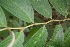  ( - BioBot05284)  @11 [ ] Copyright (2010) Unspecified Unspecified
