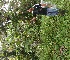 (Piper aduncum - BioBot05286)  @11 [ ] Copyright (2010) Unspecified Unspecified