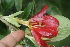  ( - BioBot05290)  @11 [ ] Copyright (2010) Unspecified Unspecified