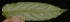  ( - BioBot05293)  @11 [ ] Copyright (2010) Unspecified Unspecified