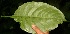  ( - BioBot05313)  @13 [ ] Copyright (2010) Unspecified Unspecified