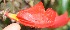  (Columnea gloriosa - BioBot05334)  @12 [ ] Copyright (2010) Unspecified Unspecified