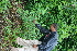  (Lantana trifolia - BioBot05374)  @11 [ ] CreativeCommons - Attribution Non-Commercial Share-Alike (2010) Daniel H. Janzen Guanacaste Dry Forest Conservation Fund