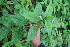  ( - BioBot05374)  @11 [ ] CreativeCommons - Attribution Non-Commercial Share-Alike (2010) Daniel H. Janzen Guanacaste Dry Forest Conservation Fund