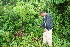  ( - BioBot05375)  @11 [ ] CreativeCommons - Attribution Non-Commercial Share-Alike (2010) Daniel H. Janzen Guanacaste Dry Forest Conservation Fund