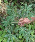  ( - BioBot05394)  @11 [ ] CreativeCommons - Attribution Non-Commercial Share-Alike (2010) Daniel H. Janzen Guanacaste Dry Forest Conservation Fund