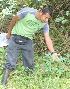  ( - BioBot05396)  @11 [ ] CreativeCommons - Attribution Non-Commercial Share-Alike (2010) Daniel H. Janzen Guanacaste Dry Forest Conservation Fund