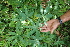  ( - BioBot05396)  @11 [ ] CreativeCommons - Attribution Non-Commercial Share-Alike (2010) Daniel H. Janzen Guanacaste Dry Forest Conservation Fund