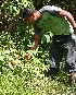  ( - BioBot05397)  @11 [ ] CreativeCommons - Attribution Non-Commercial Share-Alike (2010) Daniel H. Janzen Guanacaste Dry Forest Conservation Fund