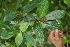 (Palicourea elata - BioBot05412)  @11 [ ] CreativeCommons - Attribution Non-Commercial Share-Alike (2010) Daniel H. Janzen Guanacaste Dry Forest Conservation Fund