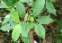  ( - BioBot05414)  @11 [ ] CreativeCommons - Attribution Non-Commercial Share-Alike (2010) Daniel H. Janzen Guanacaste Dry Forest Conservation Fund