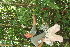  ( - BioBot05415)  @11 [ ] CreativeCommons - Attribution Non-Commercial Share-Alike (2010) Daniel H. Janzen Guanacaste Dry Forest Conservation Fund