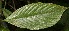  (Psychotria officinalis - BioBot05415)  @11 [ ] CreativeCommons - Attribution Non-Commercial Share-Alike (2010) Daniel H. Janzen Guanacaste Dry Forest Conservation Fund
