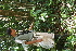  ( - BioBot05417)  @11 [ ] CreativeCommons - Attribution Non-Commercial Share-Alike (2010) Daniel H. Janzen Guanacaste Dry Forest Conservation Fund