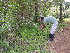  ( - BioBot05424)  @11 [ ] CreativeCommons - Attribution Non-Commercial Share-Alike (2010) Daniel H. Janzen Guanacaste Dry Forest Conservation Fund
